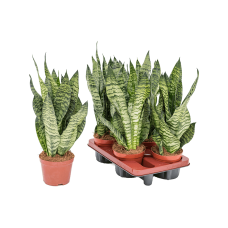 Sansevieria zeylanica 'Compacta' 4/tray