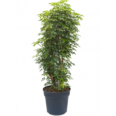 Schefflera arboricola 'Luseana'