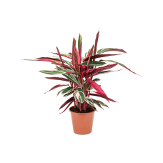 Stromanthe Sanguinea 'Triostar'