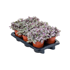 Tradescantia 'Sweetness' 6/tray