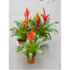 Vriesea mix 6/tray
