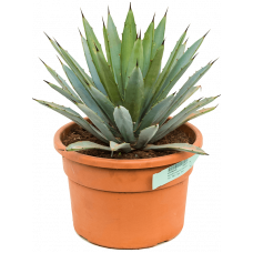 Agave macroacantha