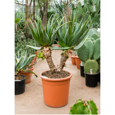 Aloe arborescens