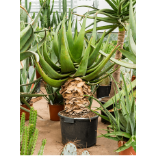 Aloe tomentosa (100-120)
