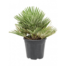 Chamaerops humilis 'Vulcano'