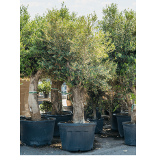 Olea europaea