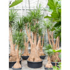 Beaucarnea recurvata