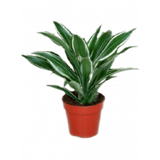 Dracaena fragrans 'White Jewel' 8/tray