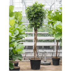 Ficus nitida