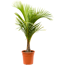 Hyophorbe verschaffeltii (150-170)