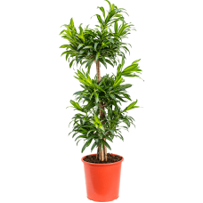 Pleomele (Dracaena) reflexa 'Song of Jamaica'