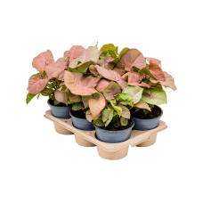 Syngonium 'Neon' 6/tray