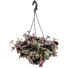 Tradescantia zebrina 'Purpurea'