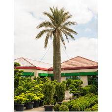 Jubaea chilensis