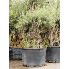 Olea europaea