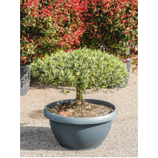 Olea europaea