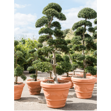 Ilex crenata 'Convexa'