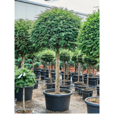 Taxus baccata