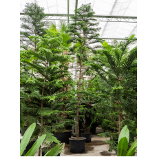Araucaria heterophylla