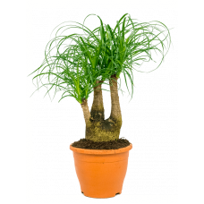 Beaucarnea recurvata