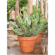 Euphorbia cooperi
