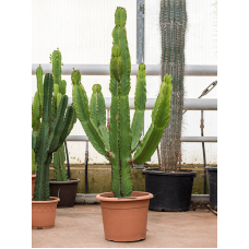 Euphorbia ingens