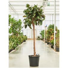 Ficus elastica 'Robusta'