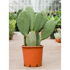 Opuntia indica