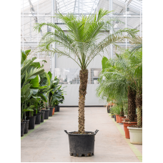 Phoenix roebelenii