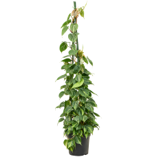 Philodendron scandens 'Brasil'