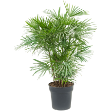 Rhapis humilis