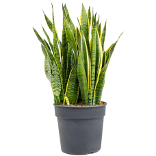 Sansevieria trifasciata 'Laurentii'