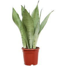Sansevieria trifasciata 'Moonshine'