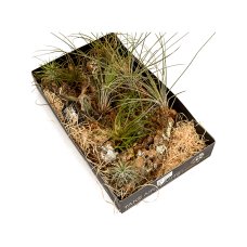 Tillandsia arrangement 2/box