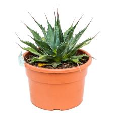 Agave montana