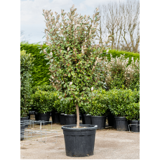 Elaeagnus ebbingei