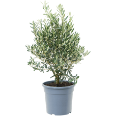 Olea europaea
