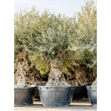 Olea europaea