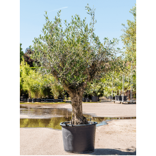 Olea europaea