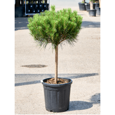 Pinus densiflora 'Alice Verkade'