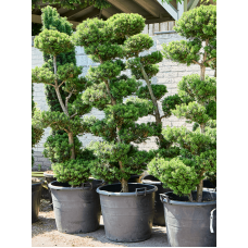Taxus baccata