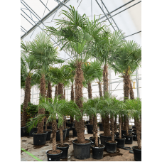 Trachycarpus fortunei (300-350)