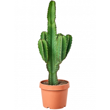 Euphorbia ingens