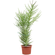 Euphorbia stenoclada