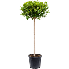 Ficus 'Panda'