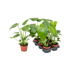 Monstera deliciosa 6/tray