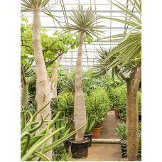 Pachypodium geayi
