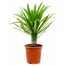 Pachypodium lamerei