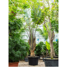 Ravenala madagascariensis