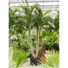 Veitchia (Adonidia) Merrillii